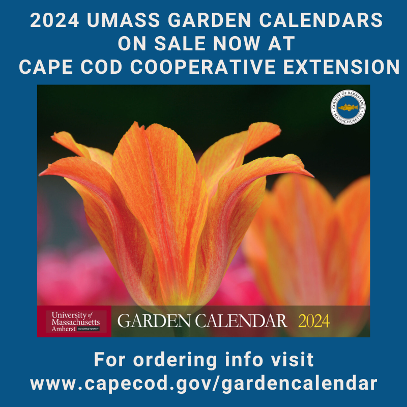 Image of a tulip and cover of the 2024 UMass Garden Calendars, now available for purchase. To order your garden calendar online and for more details, please visit our website at https://www.capecod.gov/gardencalendar.