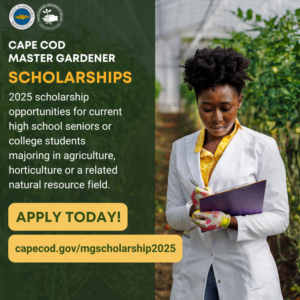 Promotional graphic for the 2025 Cape Cod Master Gardener Scholarships. The image features a young woman in a white lab coat and colorful gardening gloves holding a clipboard, standing in a lush greenhouse. Text reads: 'Cape Cod Master Gardener Scholarships. 2025 scholarship opportunities for current high school seniors or college students majoring in agriculture, horticulture, or a related natural resource field. Apply today! capecod.gov/mgscholarship2025.'