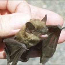 Small bat being held safely