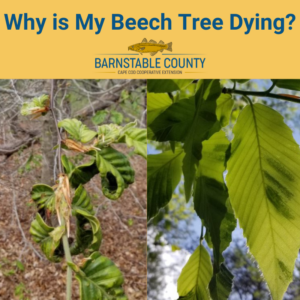 Why is my beech tree dying? Find out about a spreading tree disease.