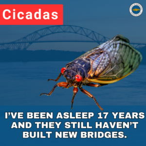 A close-up of a periodical cicada with red eyes and dark wings against a background of a Cape Cod bridge. A red banner in the top left corner reads 'Cicadas,' and bold white text at the bottom says, 'I’VE BEEN ASLEEP 17 YEARS AND THEY STILL HAVEN’T BUILT NEW BRIDGES.