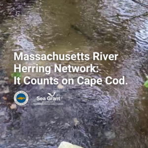 Massachusetts River Herring Network: It Counts on Cape Cod.