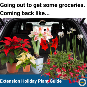 Extension's holiday plant guide that covers: Amaryllis Paperwhite Narcissus Poinsettia Thanksgiving/ Christmas Cactus and more!