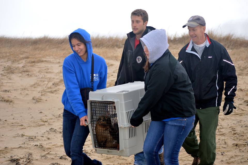 Release shelter group effort