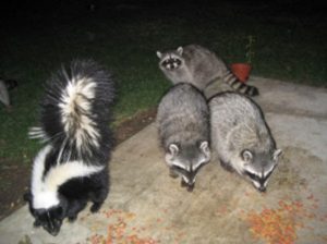 Racoons and skunk at night