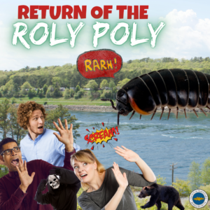 Don't be scared by roly poly bugs.