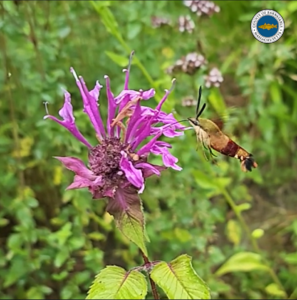 Hummingbird hawk moth in a Cape Cod garden.