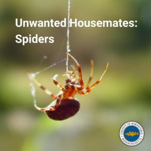 Spiders are unwanted housemates on Cape Cod.