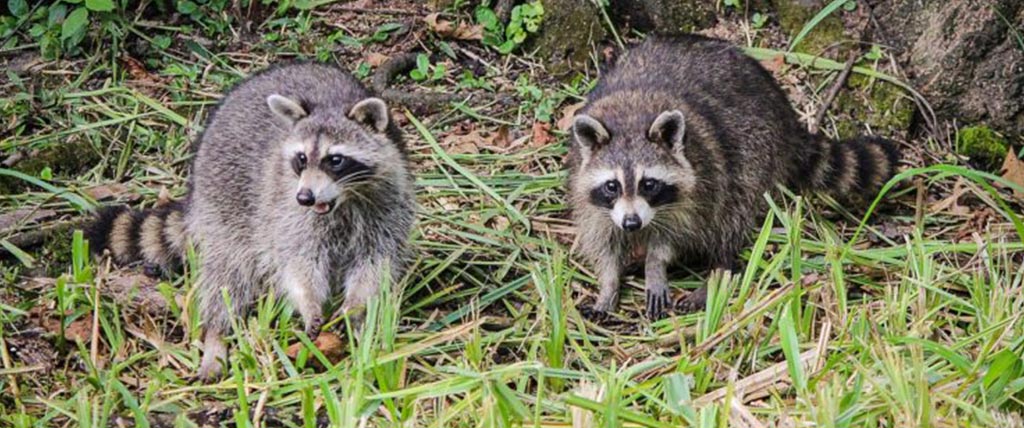 Two Racoons in the bushes