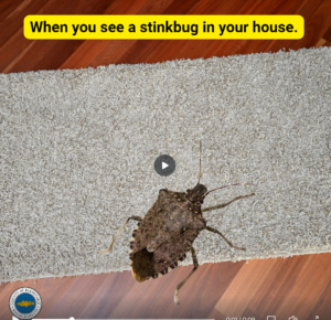 Why you see stink bugs in your home this time of year.