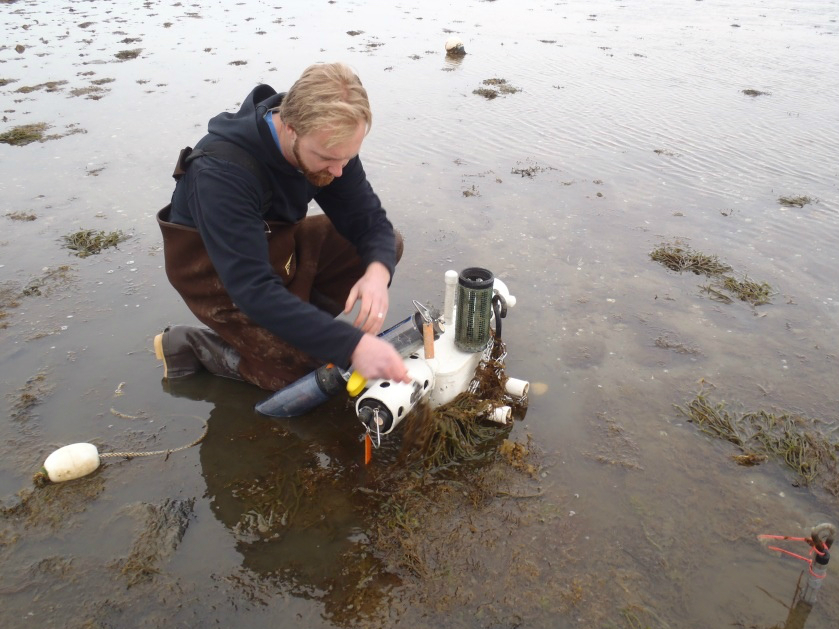 Marine Program Specialist deploying water quality sensors into a weighted housing at low tide