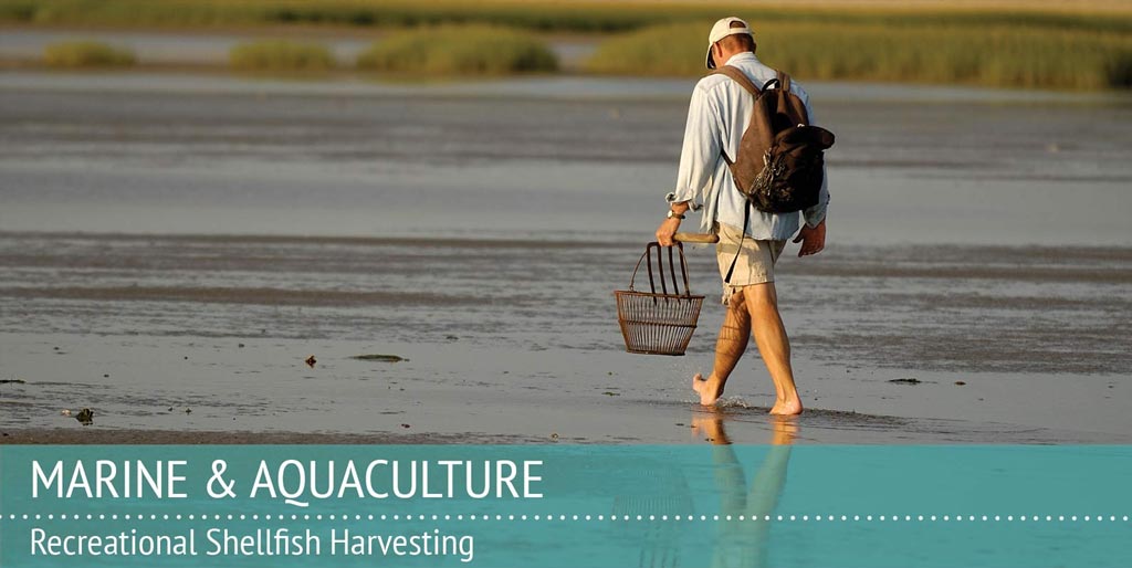 Man harvesting shellfish on the beach