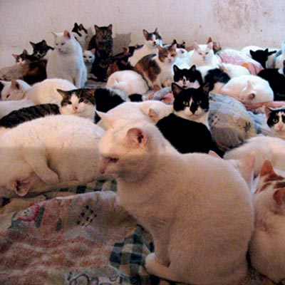 Lots of cats in a room