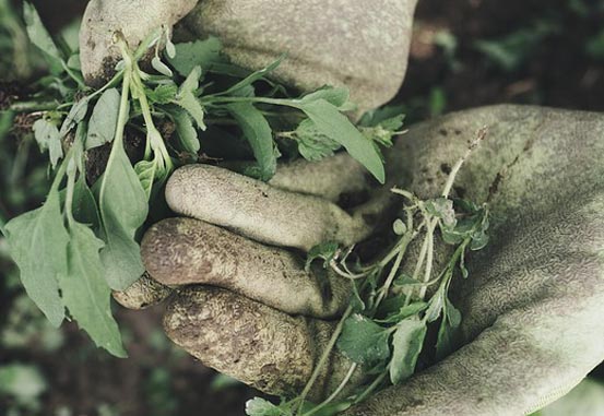 Gloved hands holding plant