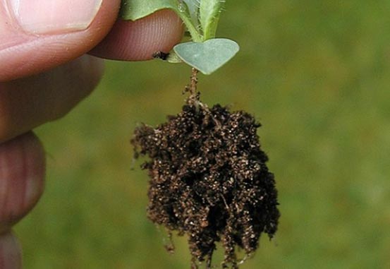 small plants with roots and dirt attached