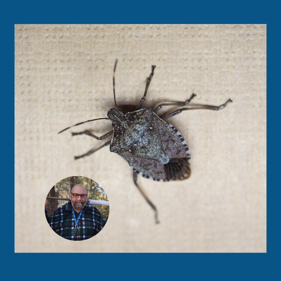 Stink Bugs: Uninvited Housemates - Barnstable County