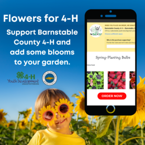 Flowers for 4H! Buy bulbs online and a portion goes to support Barnstable County 4h programs and events. Order online today.