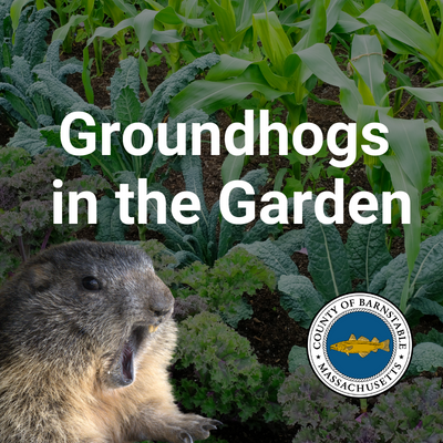 Groundhogs in the Garden