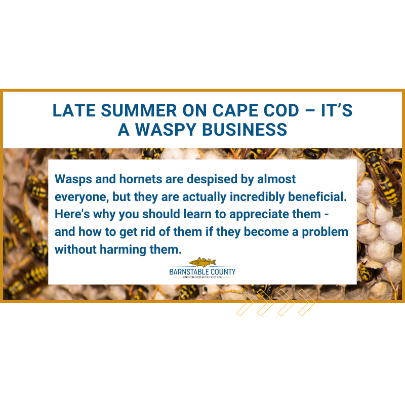 Late summer is a waspy business on Cape Cod. Find out why hornets and wasps are beneficial and how to deal with nests.