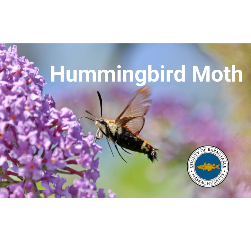 Hummingbird hawk moth in a garden.