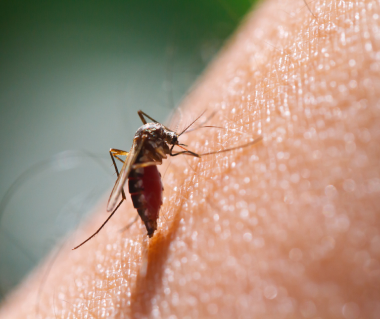 Mosquitoes Collected in Barnstable County Tested Positive for West Nile