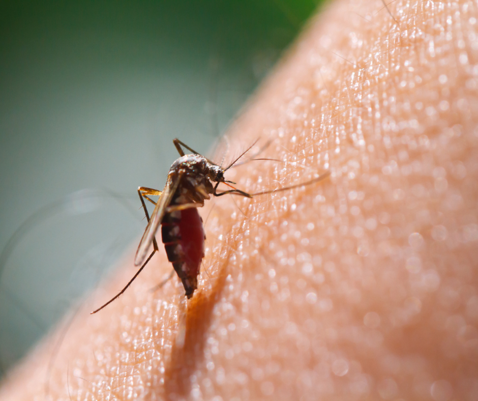 Mosquito biting human skin.