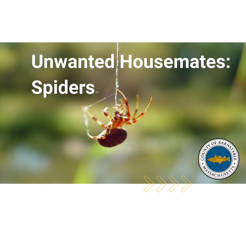 Spiders are unwanted housemates.