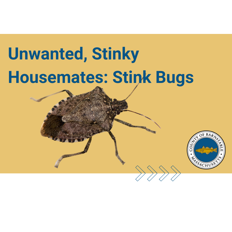 Unwanted stinky housemates include stink bugs.