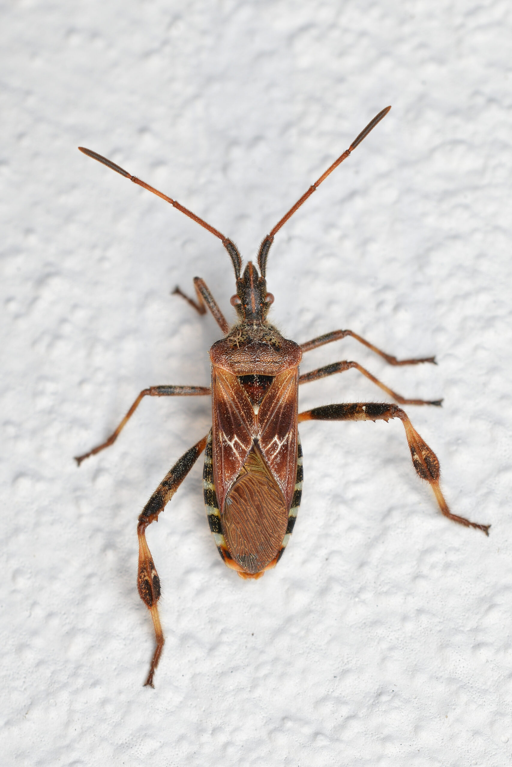 Stinky Houseguests - Barnstable County
