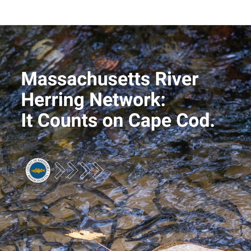 Massachusetts River Herring Network: It Counts on Cape Cod.