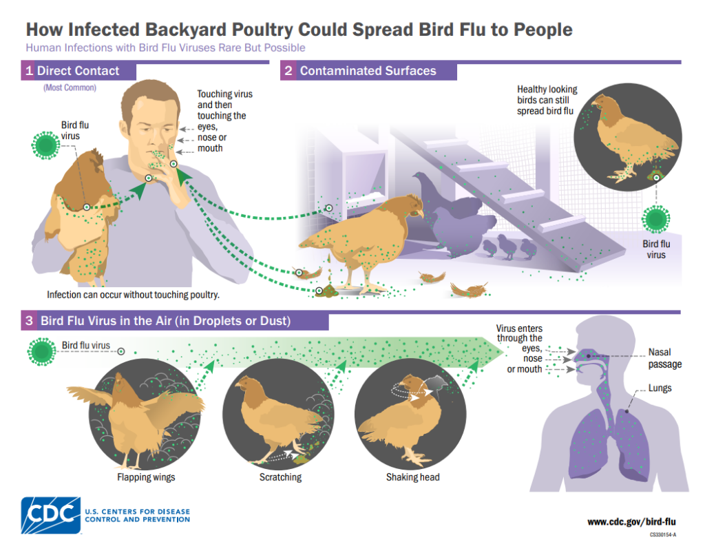 Image describes how infected backyard poultry could spread bird flu to peole.