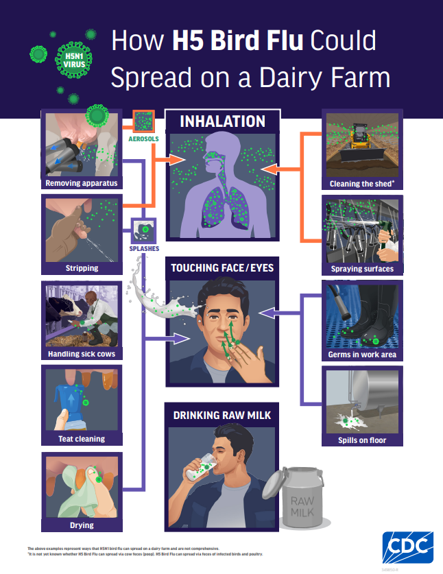 Infographic on how bird flu could spread on a dairy farm.