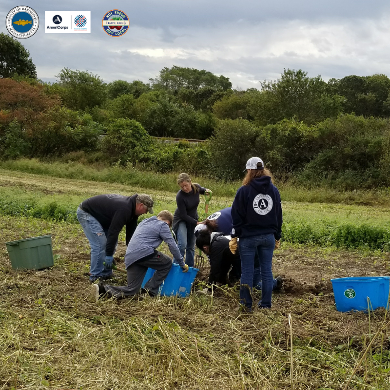 A group of volunteers, including AmeriCorps members, are working together in a field to harvest sweet potatoes. They are dressed in warm clothing, using buckets and shovels to gather the produce. The sky is overcast, and the backdrop consists of trees and greenery. Logos for Barnstable County, AmeriCorps, and Buy Fresh Buy Local Cape Cod are visible in the top left corner.
