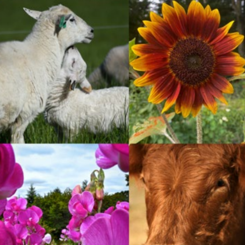 Cover of the 2025 Cape Cod Buy Fresh Buy Local Guide to Local Farms and Food. The top section features the Buy Fresh Buy Local Cape Cod logo with a tomato and website URL. Below, text reads “Guide to Local 2025 Farms & Food” over a background of flowers and a rustic farm scene. Four smaller photos at the bottom show sheep, a sunflower, pink flowers, and a cow.
