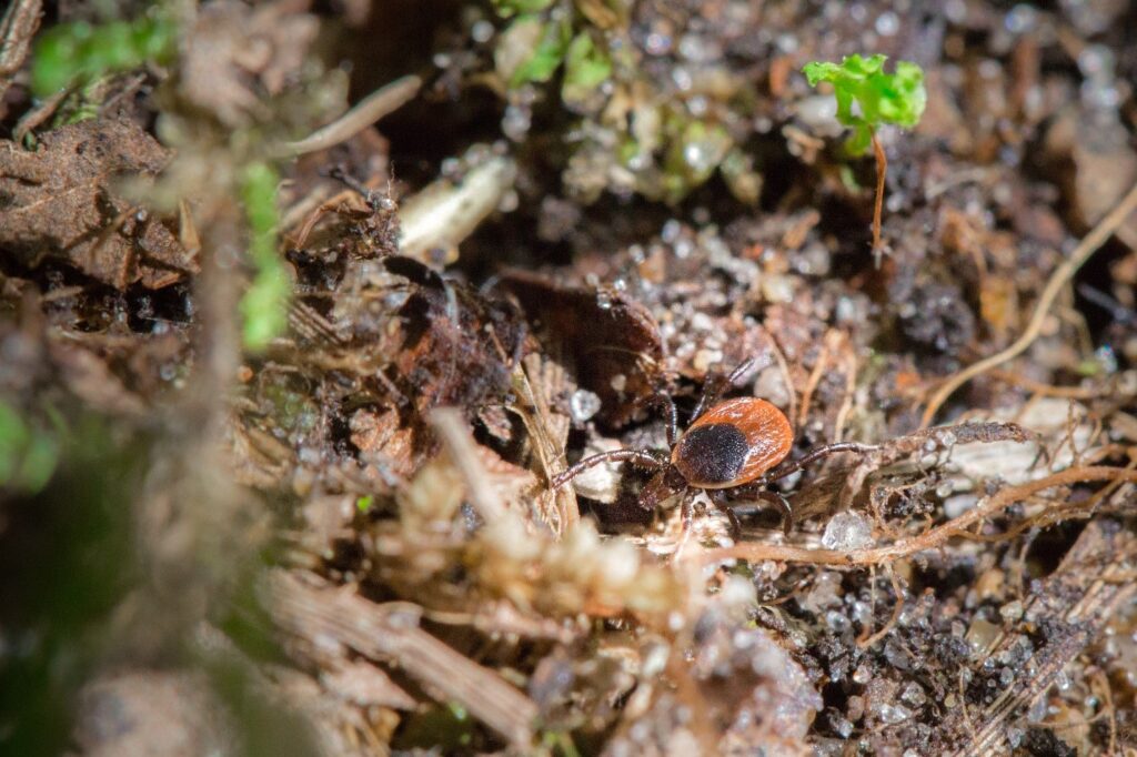 A close-up photo of an adult deer tick with a reddish-brown body and dark shield crawling through damp leaf litter and soil on the forest floor.