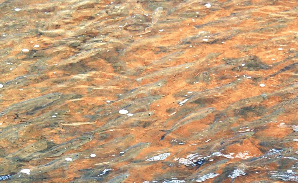 River herring in the water at Town Brook.