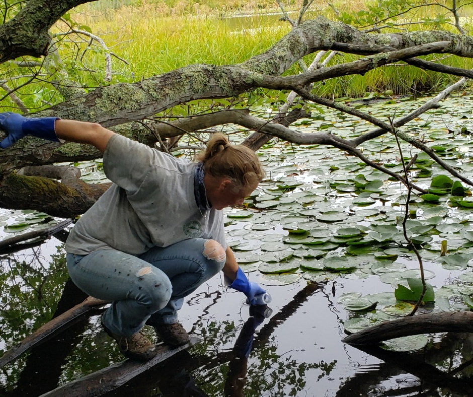 Lynn Mulkeen crouches on a fallen log over a lily pad-covered pond, collecting a surface water sample while wearing blue gloves, surrounded by wetland vegetation in Provincetown.