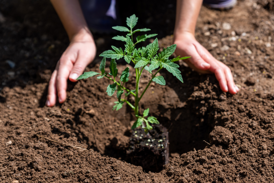 Cape Cod Gardeners: Get Free Gardening Help This Summer