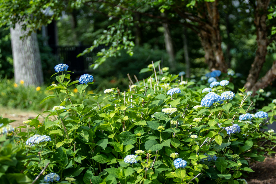 Where Cape Cod Gardeners Can Get Help This Summer
