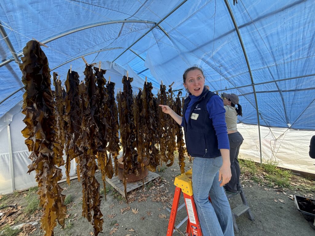 AmeriCorps members assist scientists with kelp research and data collection.