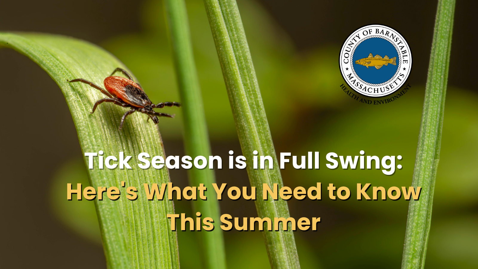 Tick Season is in Full Swing — Here’s What You Need to Know This Summer