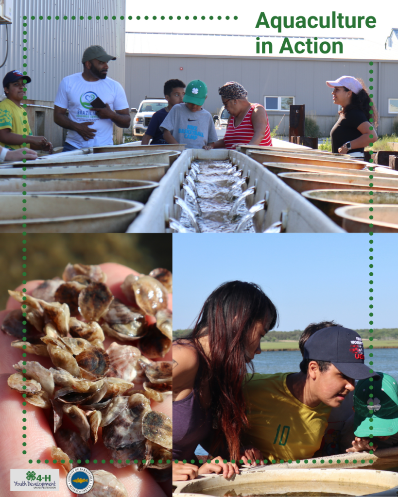 A three-photo collage titled "Aquaculture in Action." The top photo shows youth and adults touring Aquacultural Research Corporation (ARC), a shellfish hatchery in Dennis, while looking at tanks used to raise shellfish. The lower left photo shows a hand holding tiny shellfish. The lower right photo shows youth leaning over a tank to observe shellfish during the hatchery tour. Barnstable County 4-H and Barnstable County logos appear in the lower left corner.