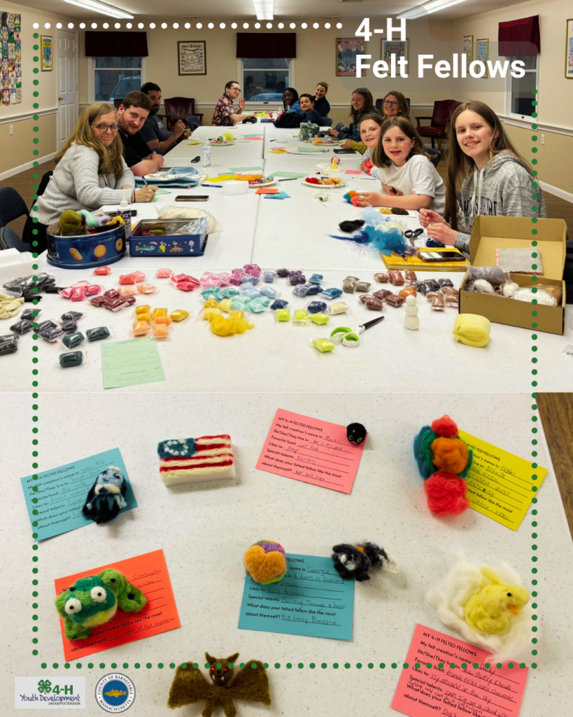 A two-photo collage titled "4-H Felt Fellows." The top photo shows youth and adults seated around a long table during a needle felting workshop, with colorful wool and craft supplies spread across the table. The bottom photo shows several finished felted creations, including animals and whimsical characters displayed with colorful cards describing each creation's name, favorite food, and personality. Barnstable County 4-H and Barnstable County logos appear in the lower left corner.