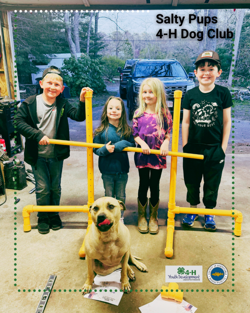 A photo titled "Salty Pups 4-H Dog Club" shows four young 4-H members standing behind a newly built yellow dog agility jump inside a garage. A tan dog sits in front of the jump with its tongue out. The agility equipment was built by club members as they prepare for the Barnstable County Fair Dog Showcase. Barnstable County 4-H and Barnstable County logos appear in the lower right corner.