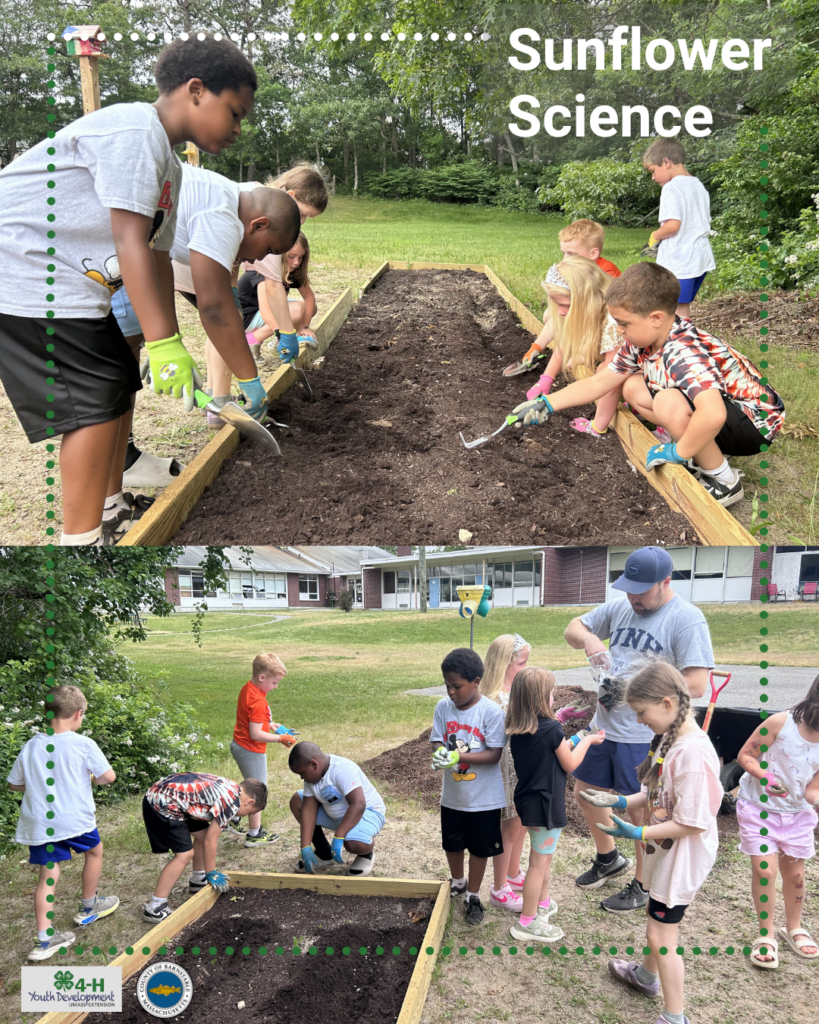 A two-photo collage titled "Sunflower Science." The top photo shows elementary students using hand trowels to prepare a raised garden bed for planting sunflower seeds. The bottom photo shows students and an adult working together to plant seeds and add soil in the garden bed outside the school. Barnstable County 4-H and Barnstable County logos appear in the lower left corner.