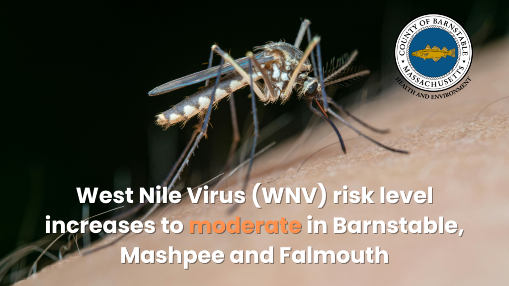 A close-up photo of a mosquito with black-and-white banded legs perched on human skin, its proboscis piercing the surface. The Barnstable County Massachusetts Health and Environment seal appears in the top right. Overlaid text reads "West Nile Virus (WNV) risk level increases to moderate in Barnstable, Mashpee and Falmouth."