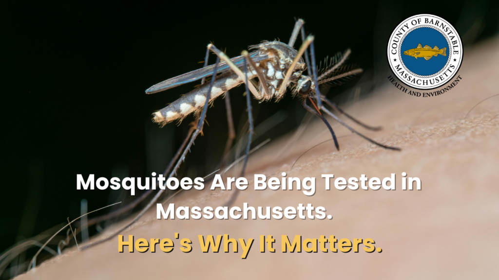 A close-up photo of a mosquito with black-and-white banded legs perched on human skin, its proboscis piercing the surface. The Barnstable County Massachusetts Health and Environment seal appears in the top right. Overlaid text reads "Mosquitoes Are Being Tested in Massachusetts. Here's Why It Matters."