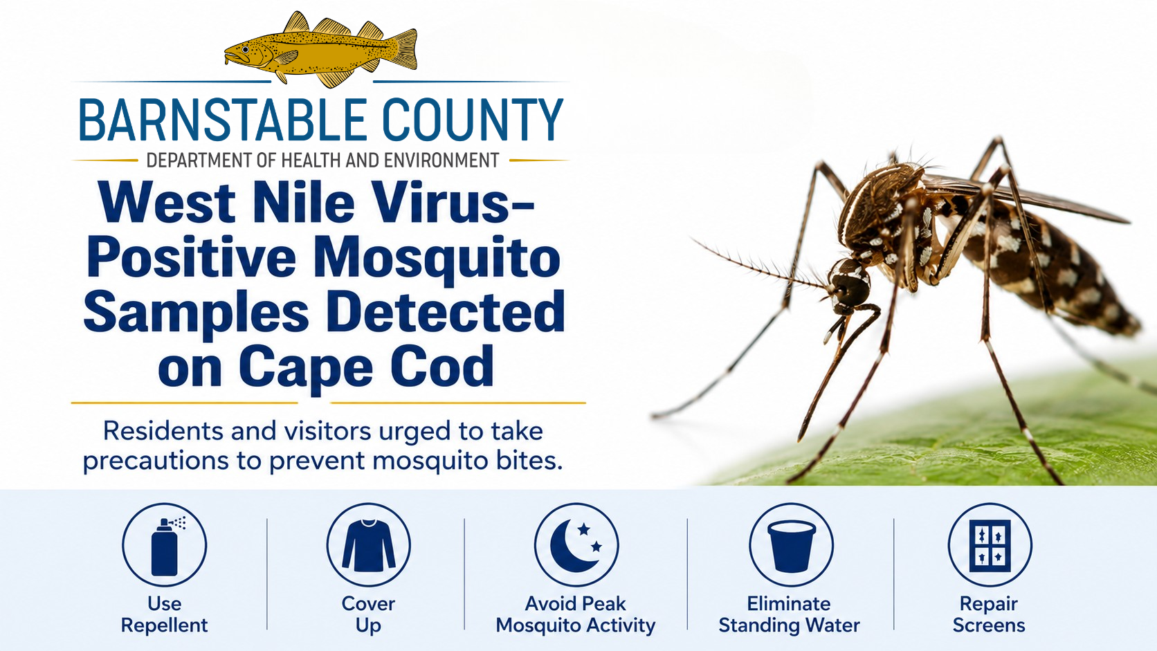 Additional West Nile Virus-Positive Mosquito Samples Detected in Falmouth; First Detection in Chatham