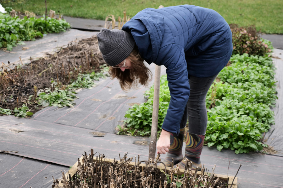 Gardener wearing a blue coat, knit hat and rubber boots uses a garden fork to clean up dried plants in a fall garden bed.
