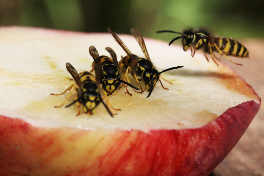 Four yellowjackets feed on the exposed flesh of a sliced red apple, illustrating their attraction to sugary foods in the fall.